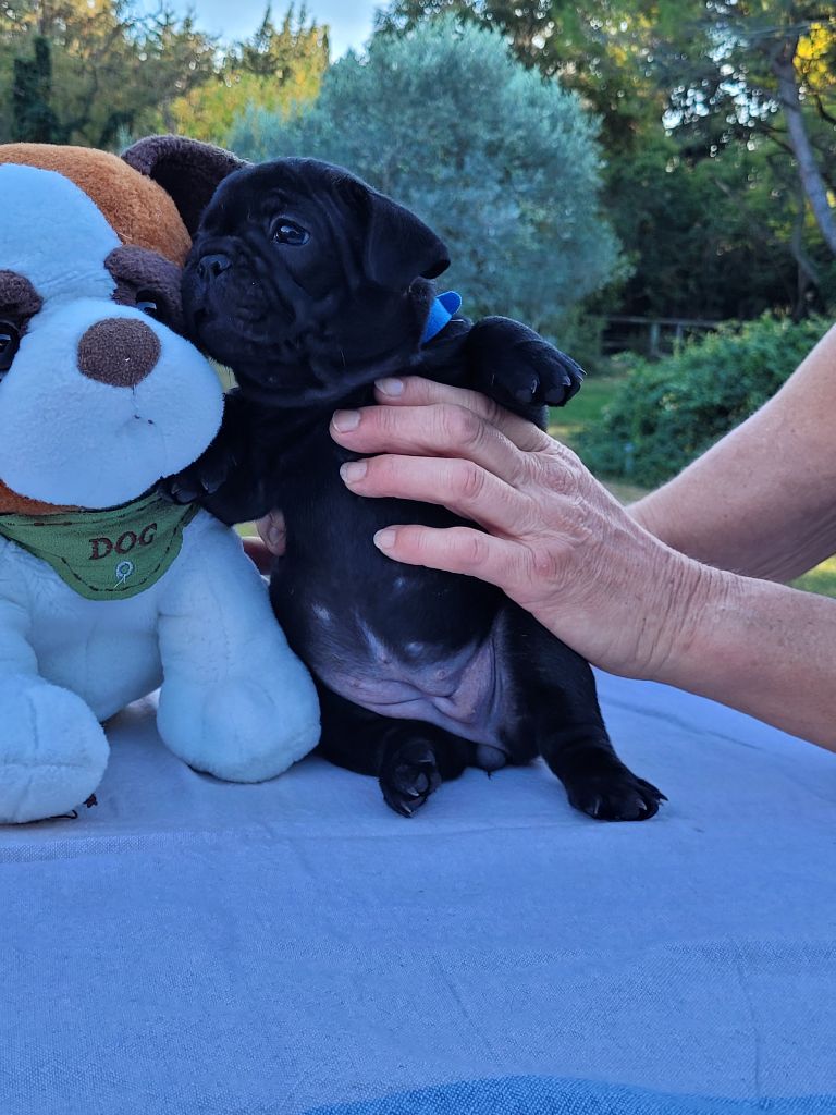 Des Etoiles De Pazac - Chiots disponibles - Bouledogue français