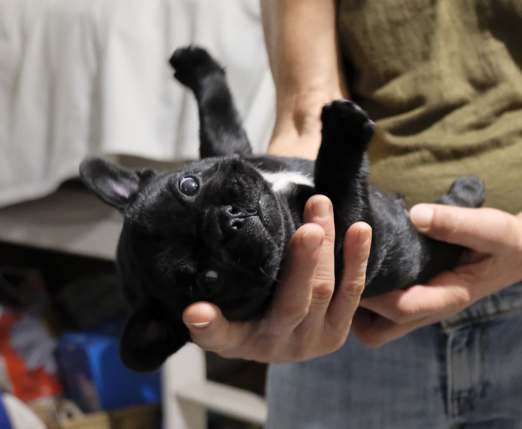 Des Etoiles De Pazac - Chiots disponibles - Bouledogue français