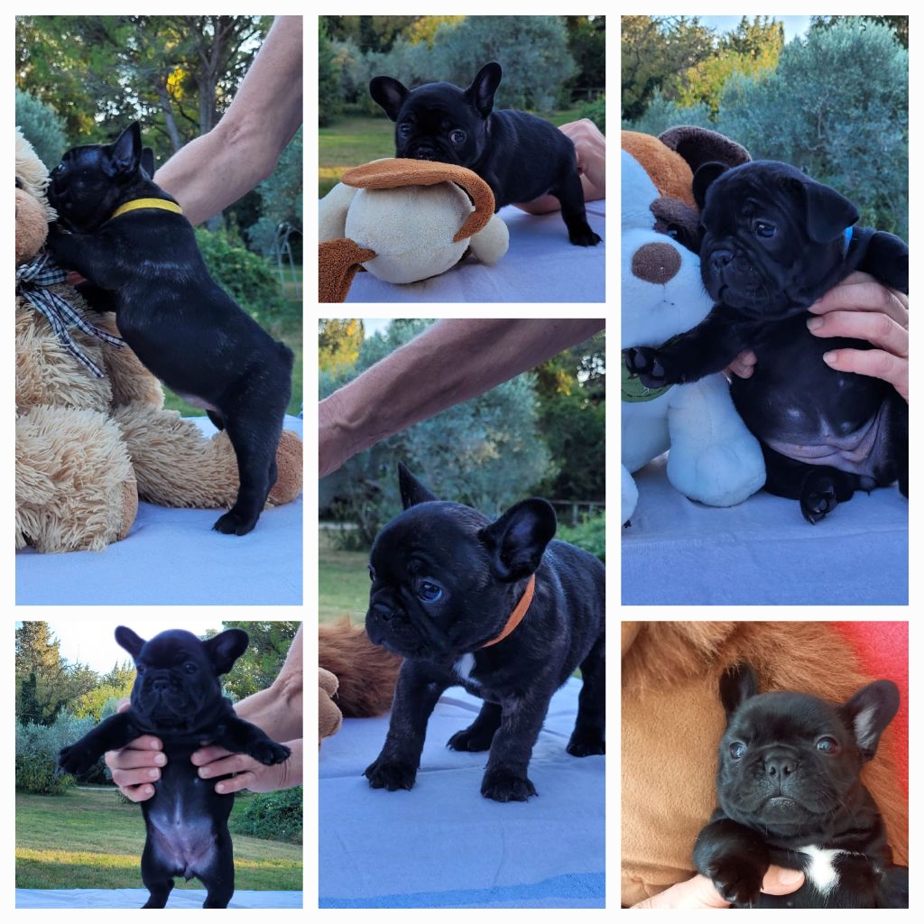 Chiot Bouledogue français Des Etoiles De Pazac