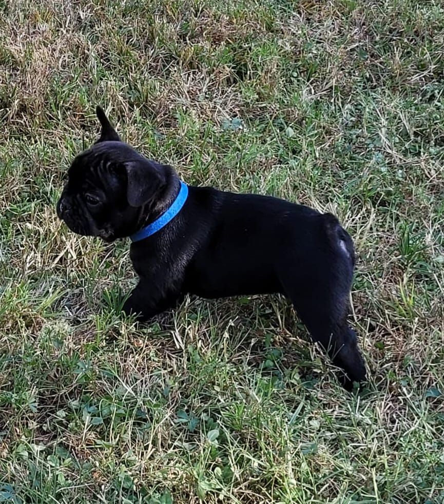 Des Etoiles De Pazac - Chiots disponibles - Bouledogue français