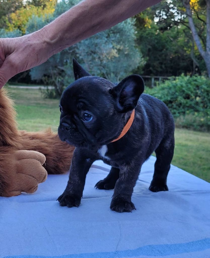 Des Etoiles De Pazac - Chiots disponibles - Bouledogue français